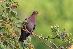 Scaly-naped Pigeon